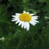 roomse kamille kopen? Roomse kamille kopen - Chamaemelum nobile - ecologisch geteeld