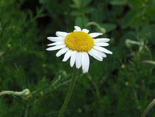 roomse kamille kopen? Roomse kamille kopen - Chamaemelum nobile - ecologisch geteeld