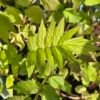 valeriaan kopen? valeriaan - valariana officinalis