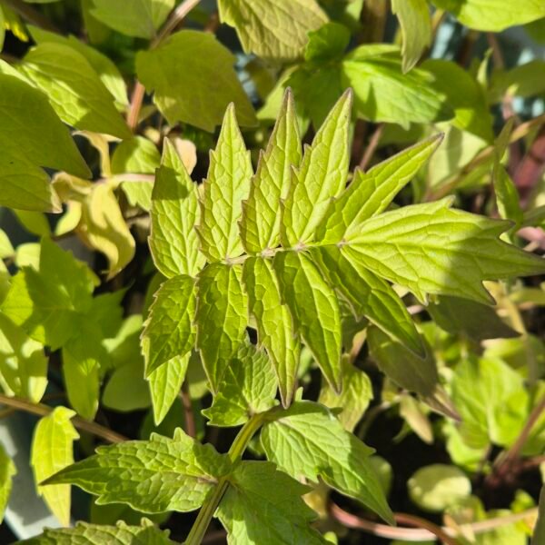 valeriaan kopen? valeriaan - valariana officinalis