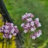 Valeriaan kopen? valeriaan - Valeriana officinalis - ecologisch geteeld