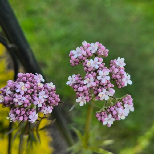 Valeriaan kopen? valeriaan - Valeriana officinalis - ecologisch geteeld